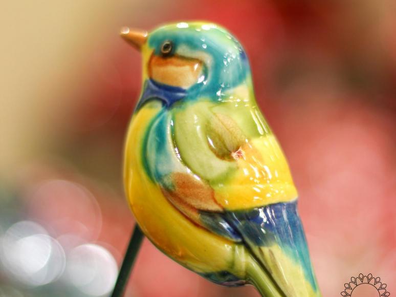 Little Bird