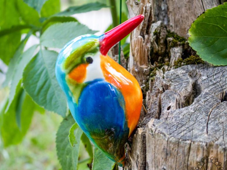 Kingfisher Bird