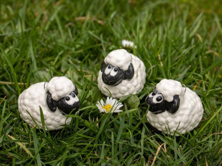 Sheep