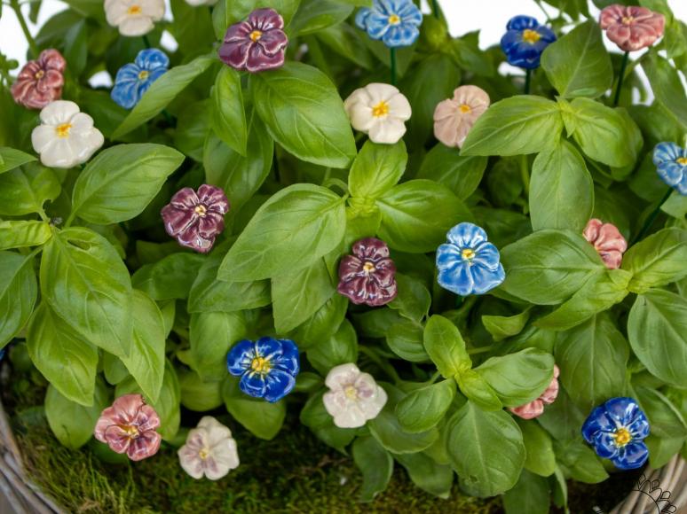 Pansy