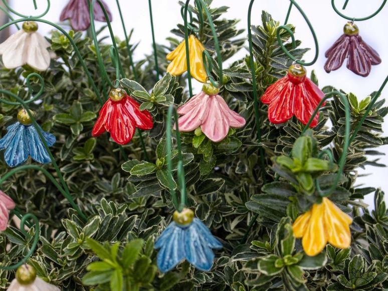 Mini Hanging Bellflower 