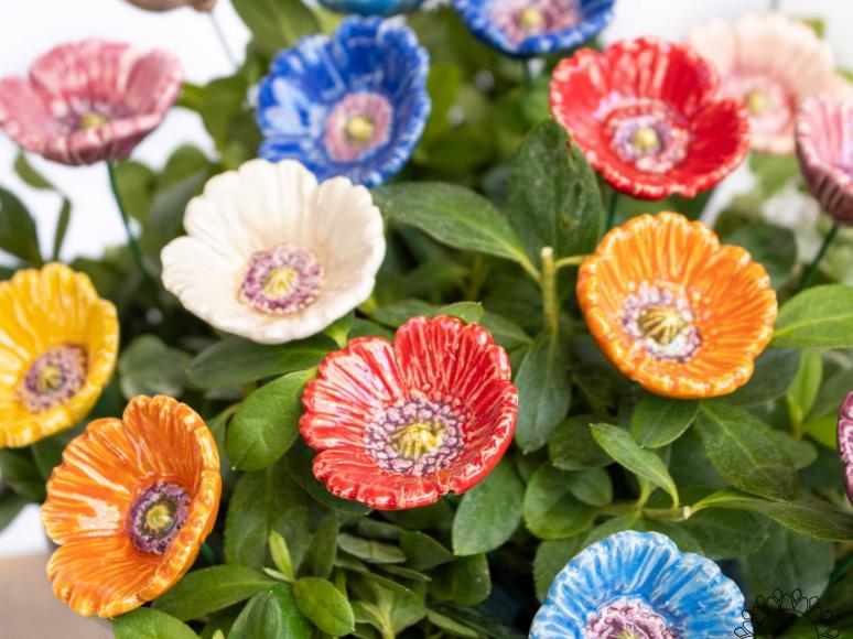 Little Garden Poppy