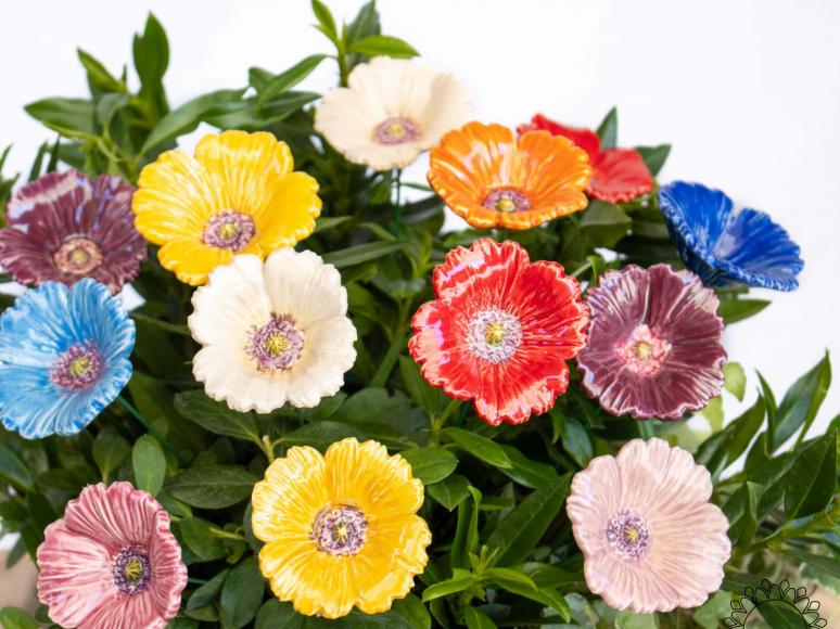 Garden Poppy