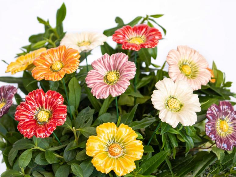 Garden Cosmos