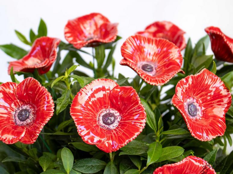 Poppy
