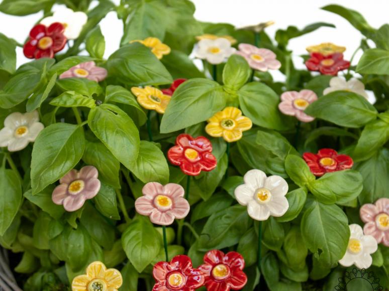 Strawberry Flower