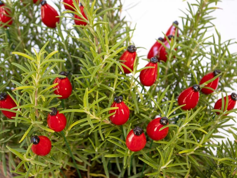 Rosehip