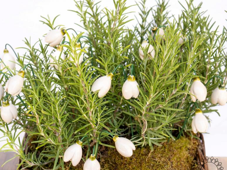 Snowdrop