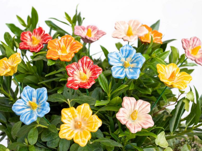 Cluster Mallow