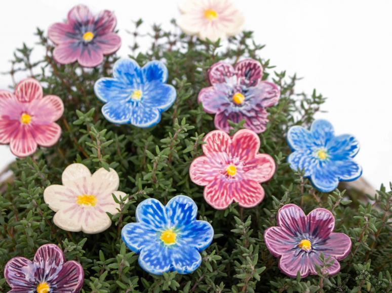African Violet