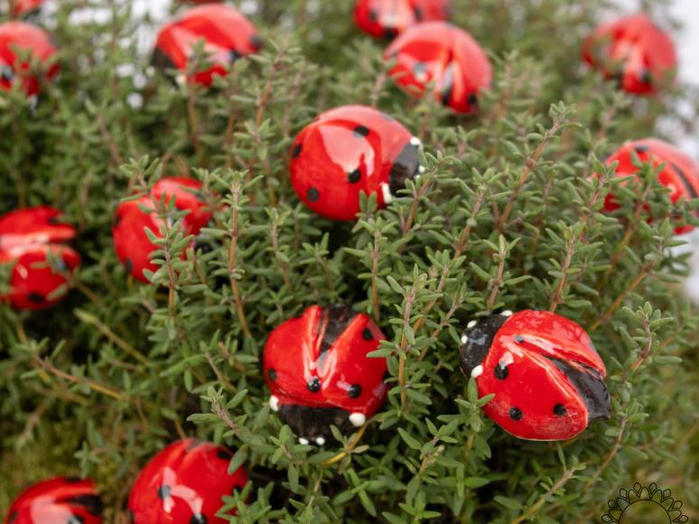 Ladybug