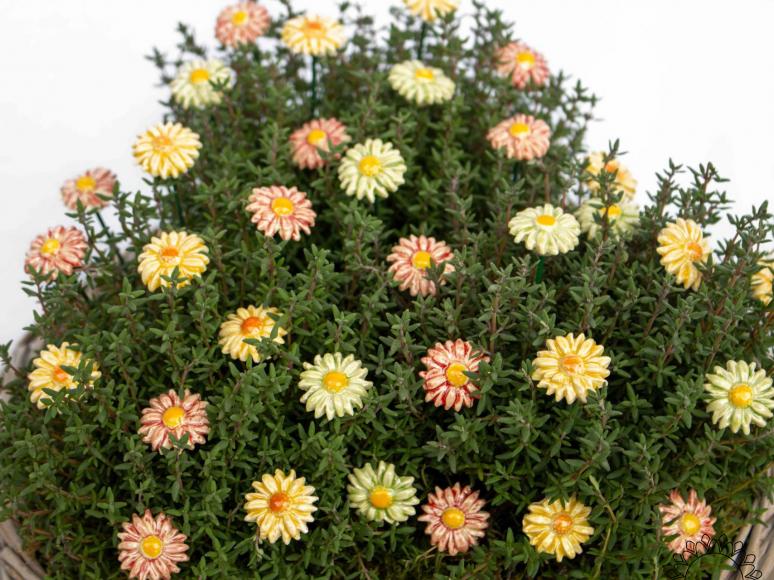 Mini Meadow Daisy