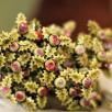 Little Holly