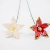 Starflower