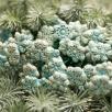 Frost Flower