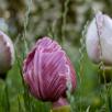 Tulip - Pink