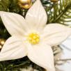 Starflower