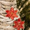 Christmas Flower - Red