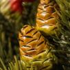 Pine Cone