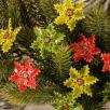 Christmas Flower