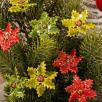 Christmas Flower
