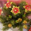 Poinsettia