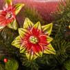 Poinsettia
