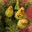 Pine Cone