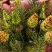 Pine Cone