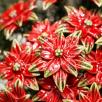 Poinsettia