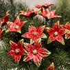 Starflower