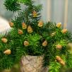 Pine Cone