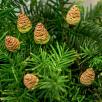 Pine Cone