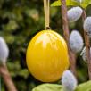 Colored Easter Eggs - Little