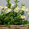 Chamomile