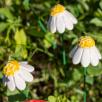 Chamomile