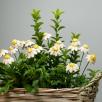 Chamomile