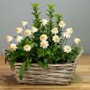 Chamomile