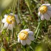 Chamomile