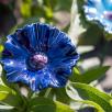 Cornflower