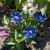 Cornflower