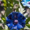 Cornflower