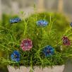 Cornflower