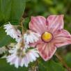 Mallow