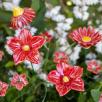 Mallow - Red