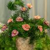 Flamingoflower