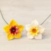 Daffodil