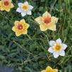 Daffodil