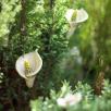 Calla