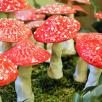 Magic Mushroom